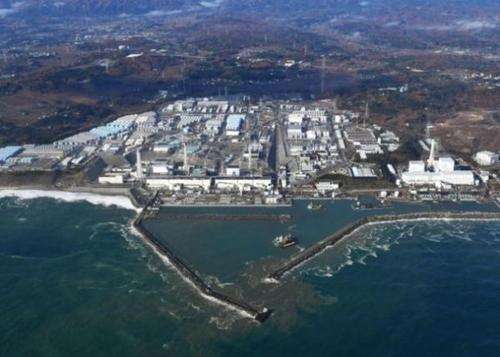 日本福岛惊现巨型生蚝 被质疑受辐射影响