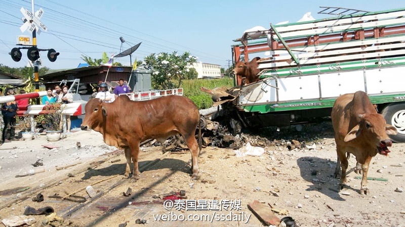 泰国火车撞上运牛车致5人死亡