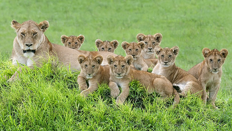 据英国《每日邮报》4月14日报道,近日,一位摄影师在坦桑尼亚塞伦