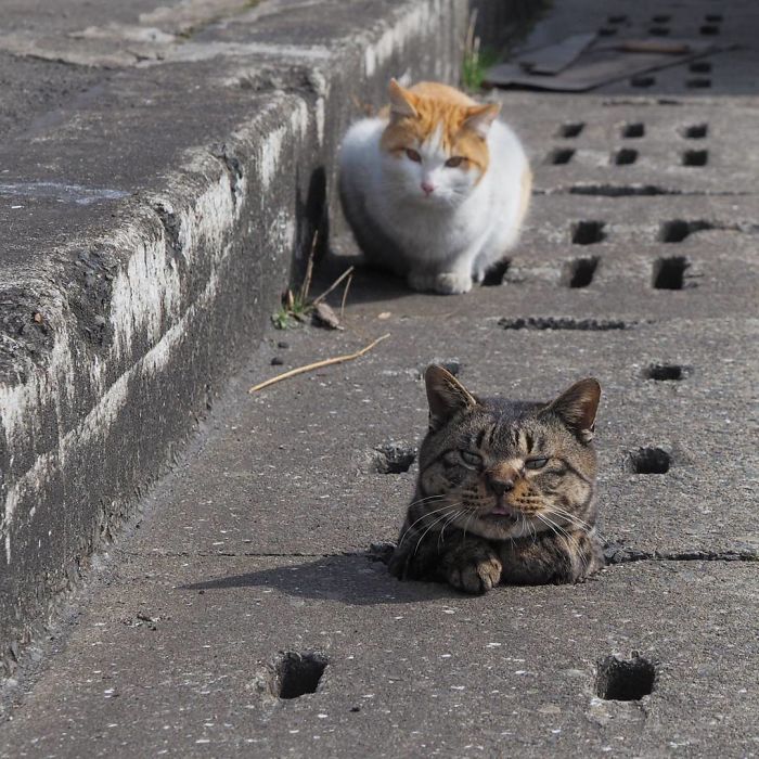 当流浪猫找到了下水道 简直像找到了天堂(组图)
