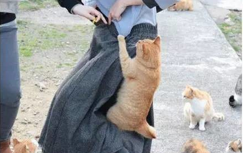 日本一猫岛缺食求助 几日后猫粮捐赠没地方装