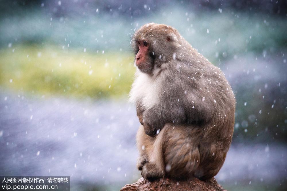 南京迎降雪天气 动物园猕猴迎风戏雪