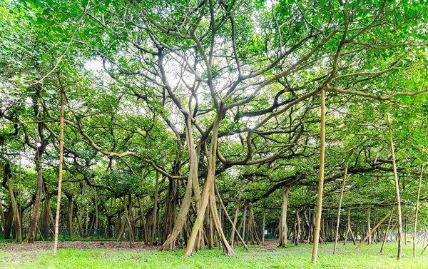 科技 科学探索 正文 据介绍,这棵榕树位于印度豪拉植物园的榕树有250