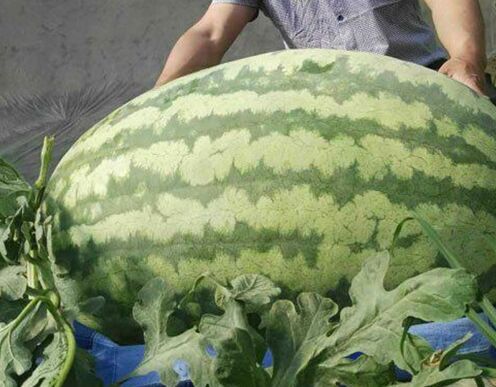 西瓜王 w.huanqiu.com