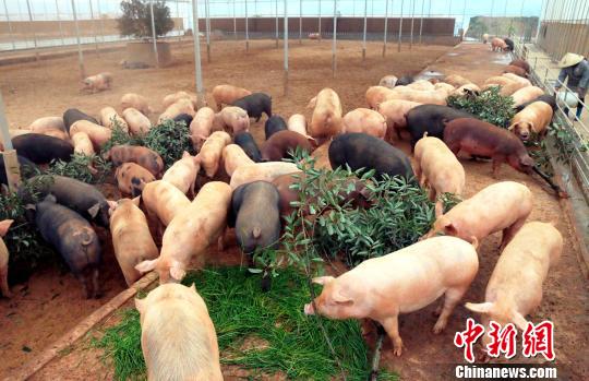 青山源生态养殖场内数十头肥猪在啃食树叶和青草. 王成前 摄图片