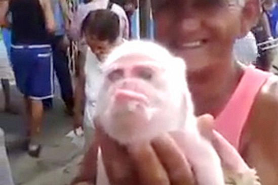 古巴猴面猪引围观 或因污染引发基因突变