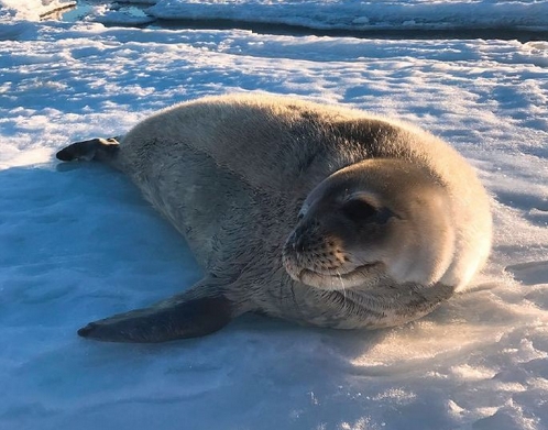 冰天雪地里的反差萌 这些海豹要萌化人心