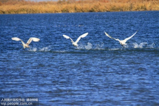 大批天鹅来到甘肃张掖黑河湿地越冬【3】