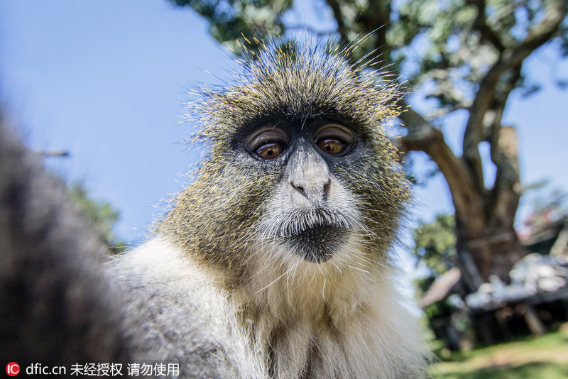 肯小猴抢摄影师相机 撅屁股玩自拍