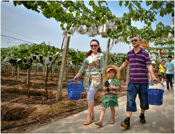 九龙坡:互联网+美丽乡村助推农业产业发展 _