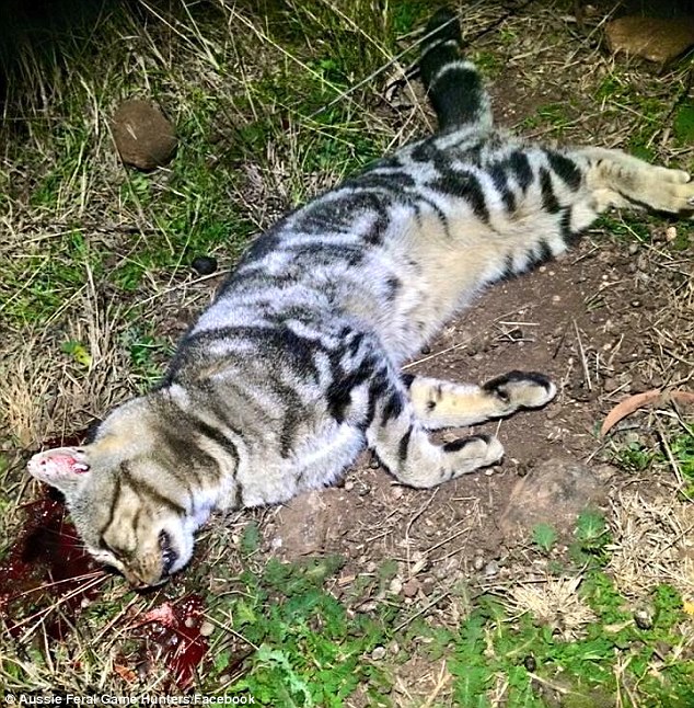 澳自治团专杀流窜宠物猫 网晒死猫引争议