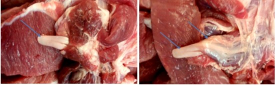 专家辟谣:"猪肉钩虫"纯属子虚乌有