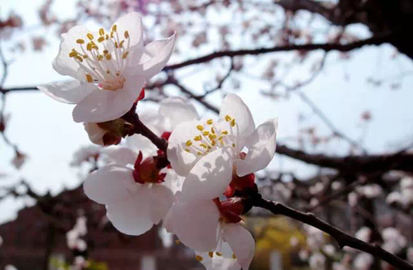 樱花,桃花,杏花,梨花,李花,海棠花你分的清