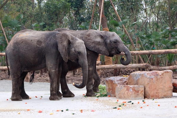 非洲象搭专机来沪 明起在野生动物园与游客见面