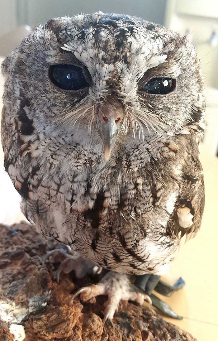 宙斯(zeus)是一只西美角鸮(otus kennicottii),一只双眼失明的猫头鹰