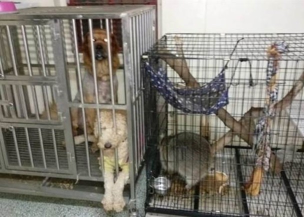 有台湾民意代表希望,修法加重对虐待动物的刑责后,可减少动物被虐待的