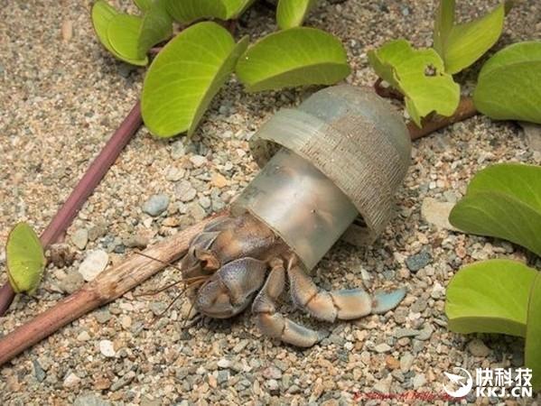 更严重的是,每年有180万吨的垃圾在海上漂流,被寄居蟹拿来当作家还算