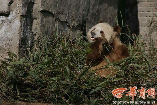 全球现存唯一棕色大熊猫"七仔"在陕西越冬